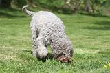 LAGOTTO CAVAGE 045